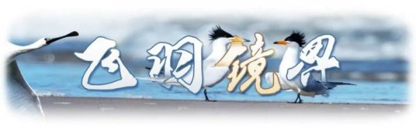 配资平台查询网 飞羽镜界 | 华北地区的鸟类保育院——密云水库